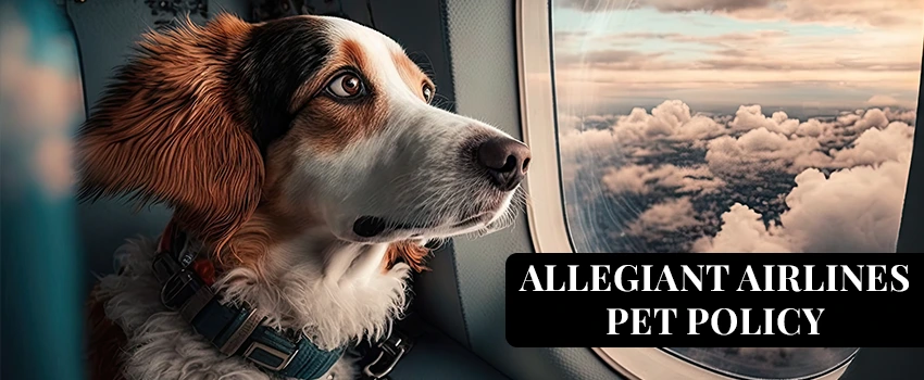 Allegiant Airlines Pet Policy